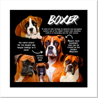 Boxer Dog Fun Facts Posters and Art